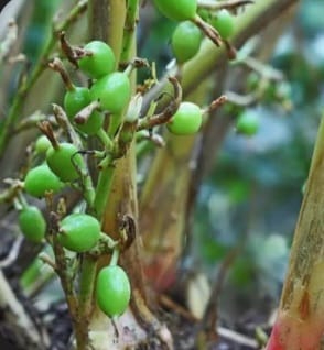 Small Green Cardamom